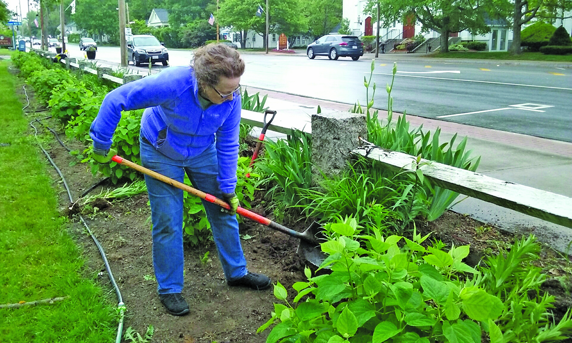 Deb Moore relocating Asiatic lilies prior to planting day