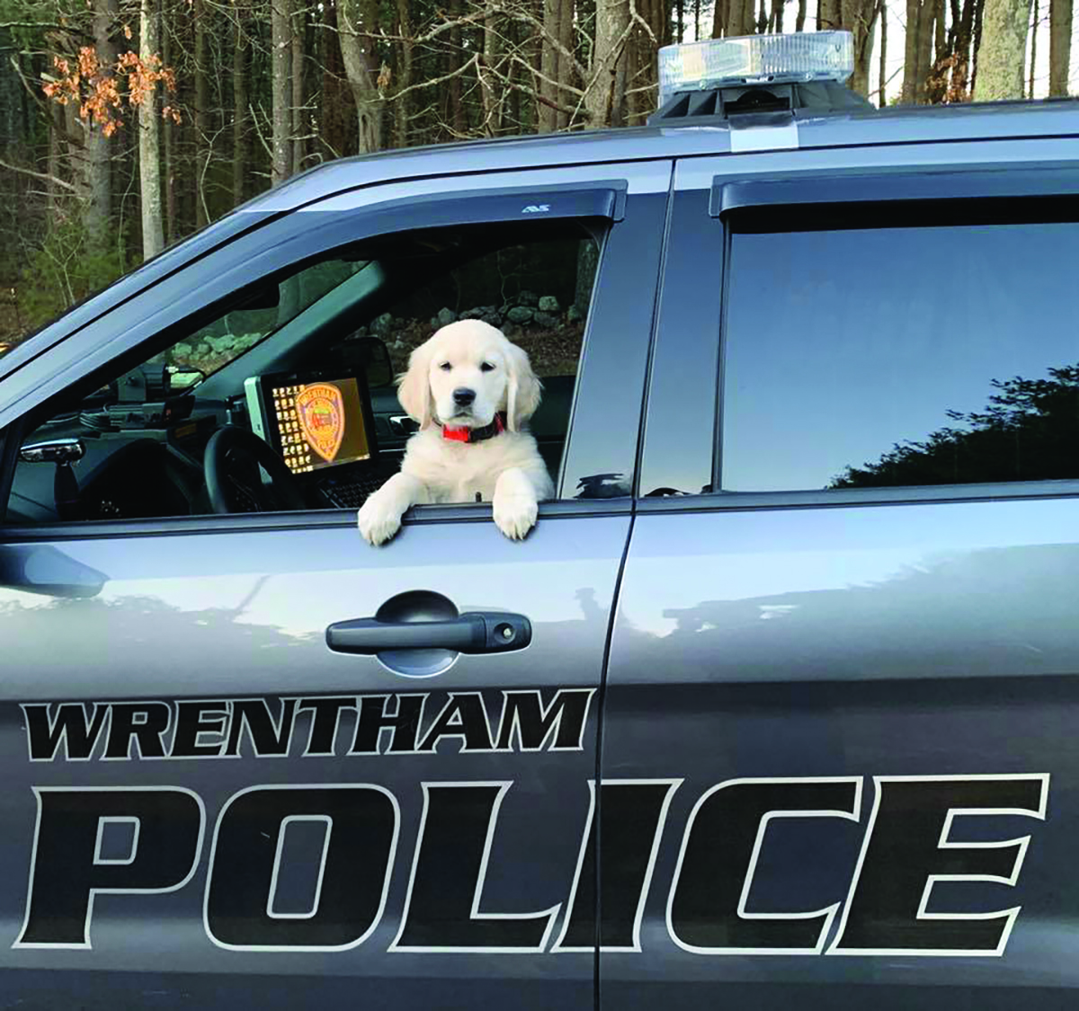 Cruiser is the newest member of the Wrentham Police Department. Photo courtesy of Wrentham Police.