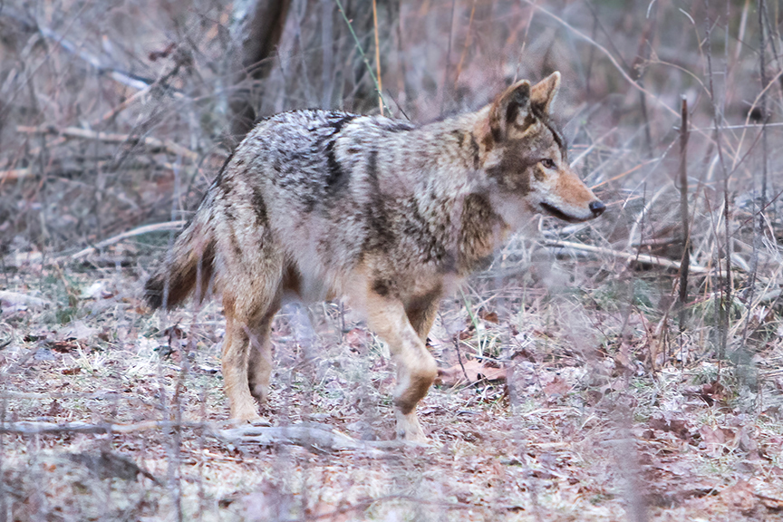 The Ashland Town Forest Committee wants to remind everyone to walk never run, away from a coyote.