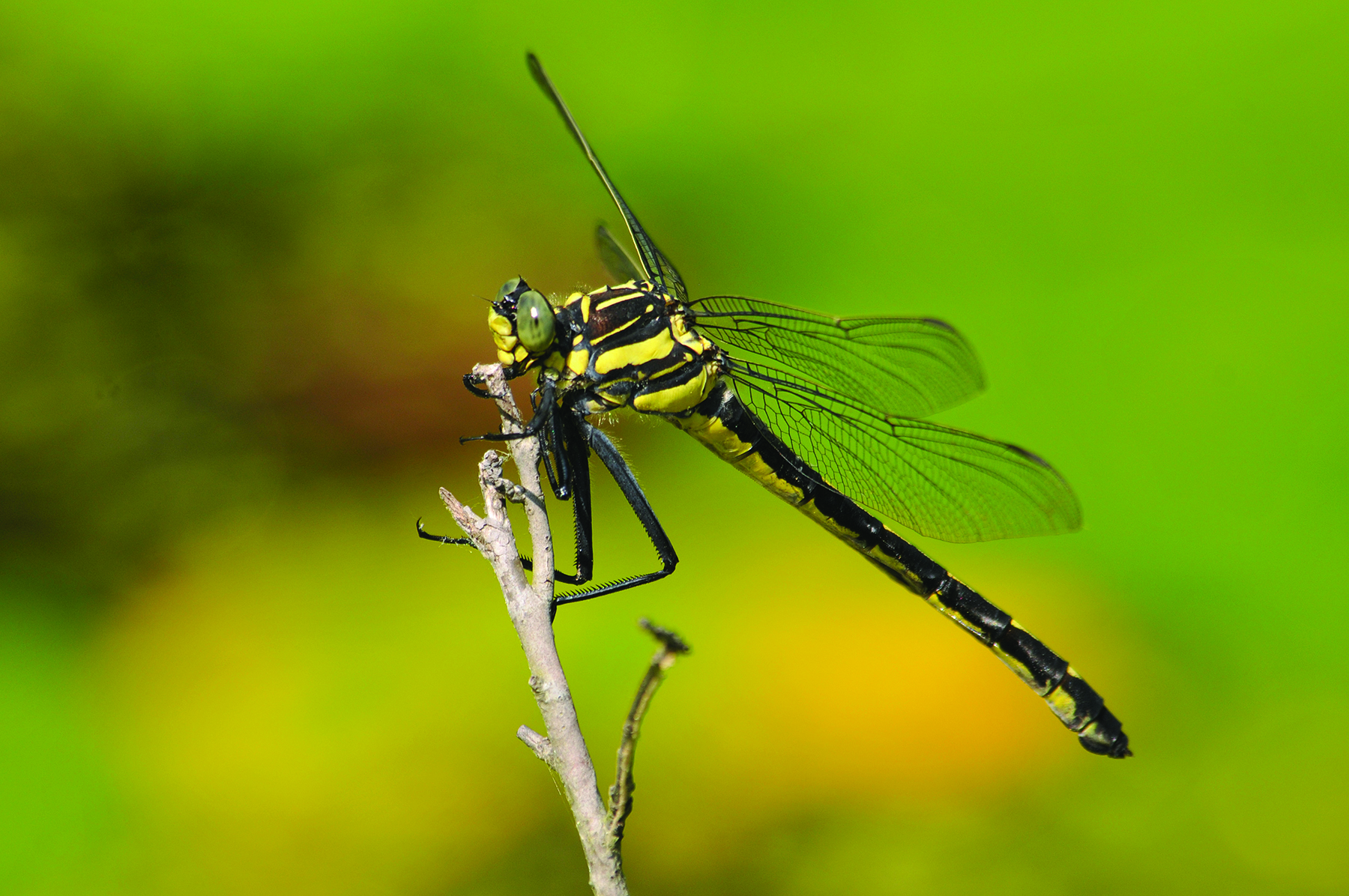 Trips to local conservation land may lend many encounters with dragonflies, such as a female Dragonhunter (pictured). Her scientific name is Hagenius brevistylus and she is a member of the Clubtail family. This sighting was at the New England Wild Flower Society’s Garden in the Woods, Framingham. (Photo/Greg Dysart)