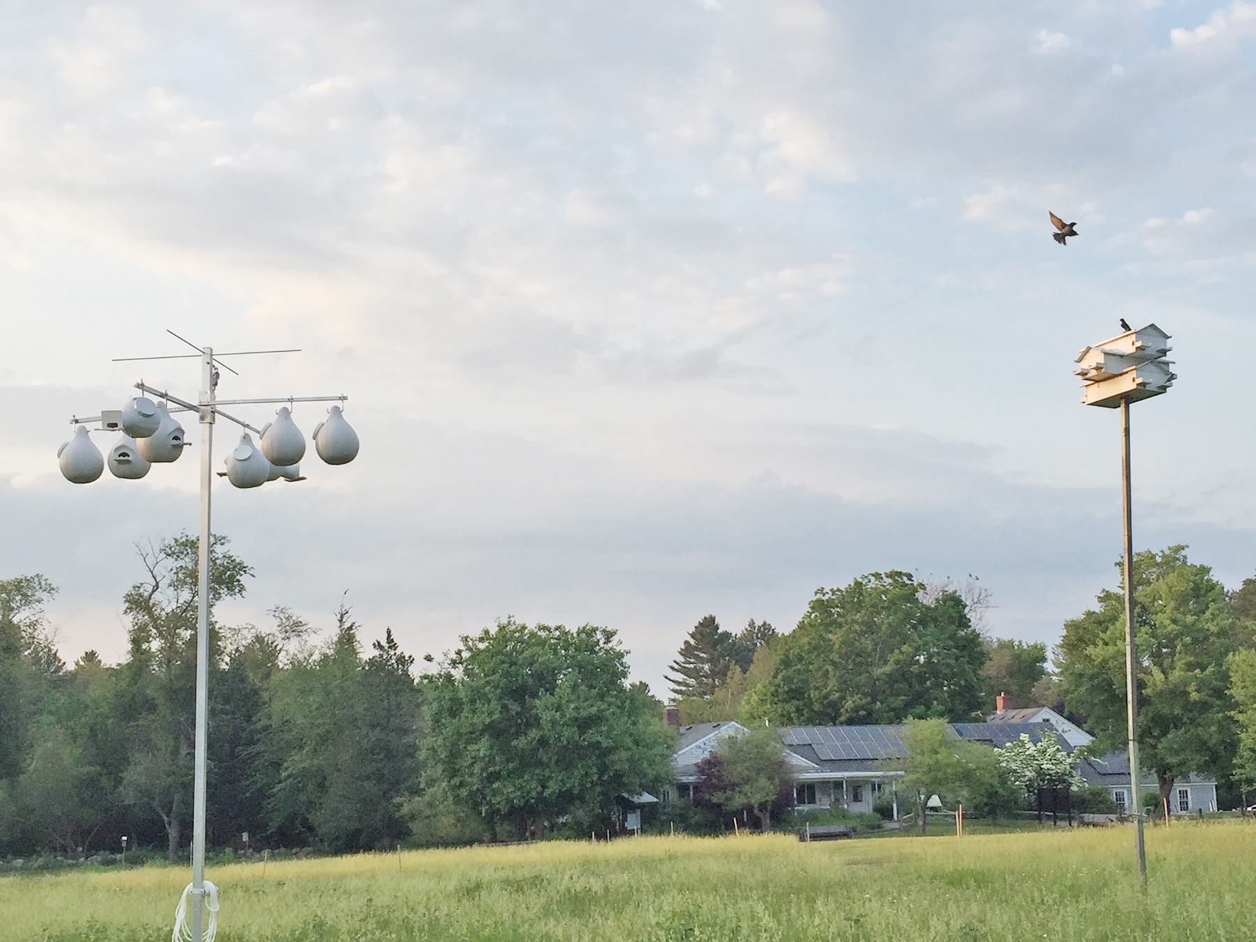 Purple martin housing at Stony Brook.