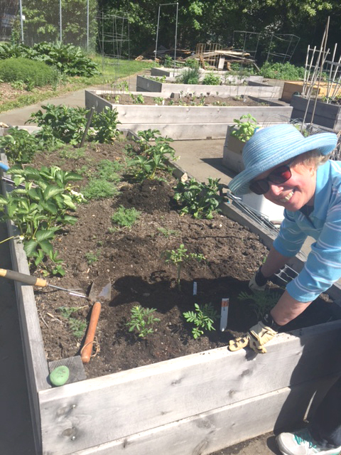 Ashland Community Gardens accommodates nearly 100 organic vegetable growers, individuals and families, in 56 garden beds. (Photos/Cynthia Whitty)